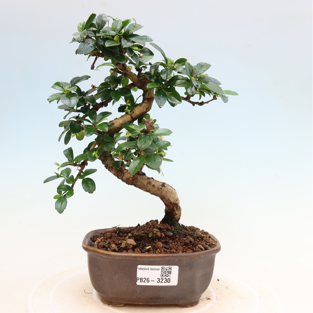 Bonsai pokojowe - Carmona macrophylla - Tea fuki