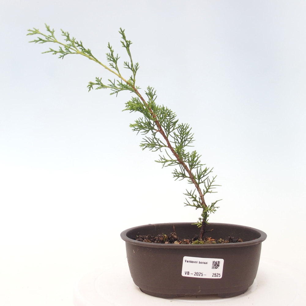 Outdoor bonsai - Juniperus chinensis Itoigawa - Jałowiec chiński