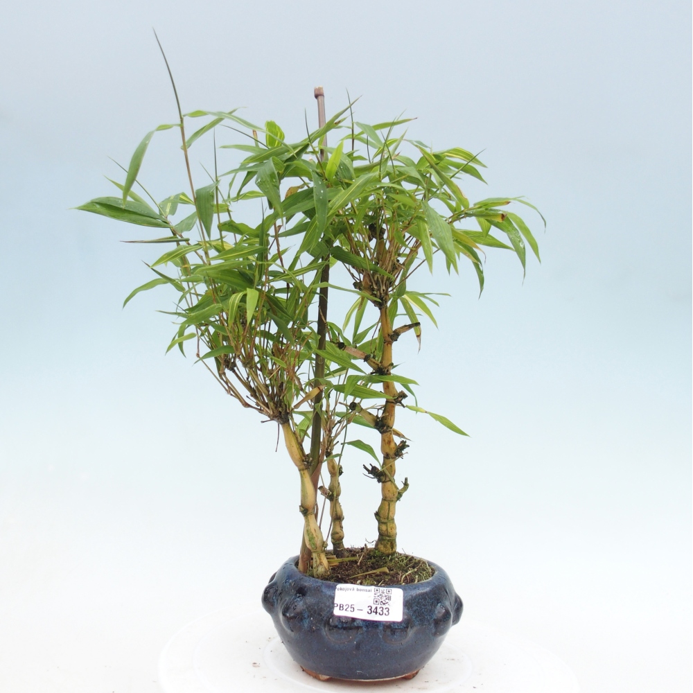 Room bonsai - Bamboo budha - Bamboo budha belly