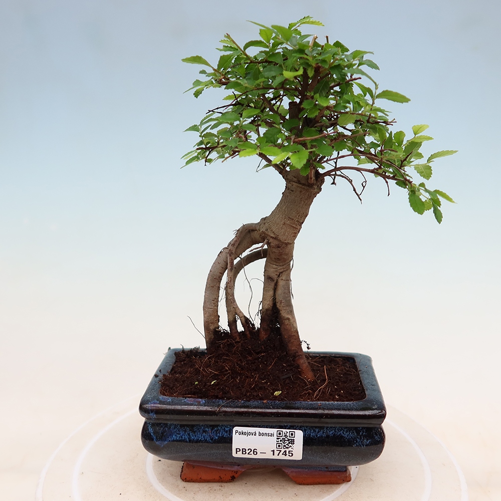 Pokój bonsai - Ulmus parvifolia - Wiąz drobnolistny