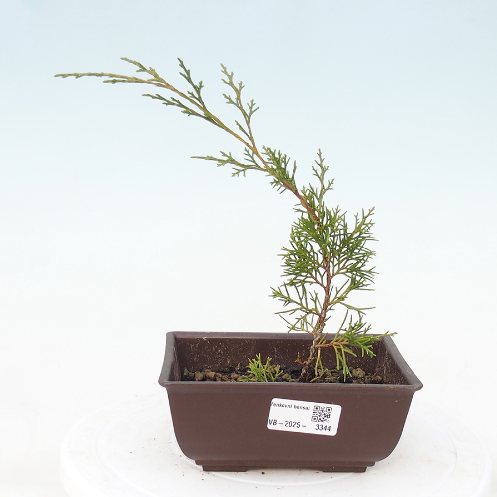 Outdoor bonsai - Juniperus chinensis Itoigawa - Jałowiec chiński