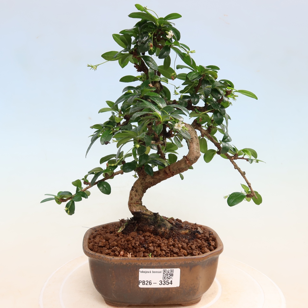 Bonsai pokojowe - Carmona macrophylla - Tea fuki