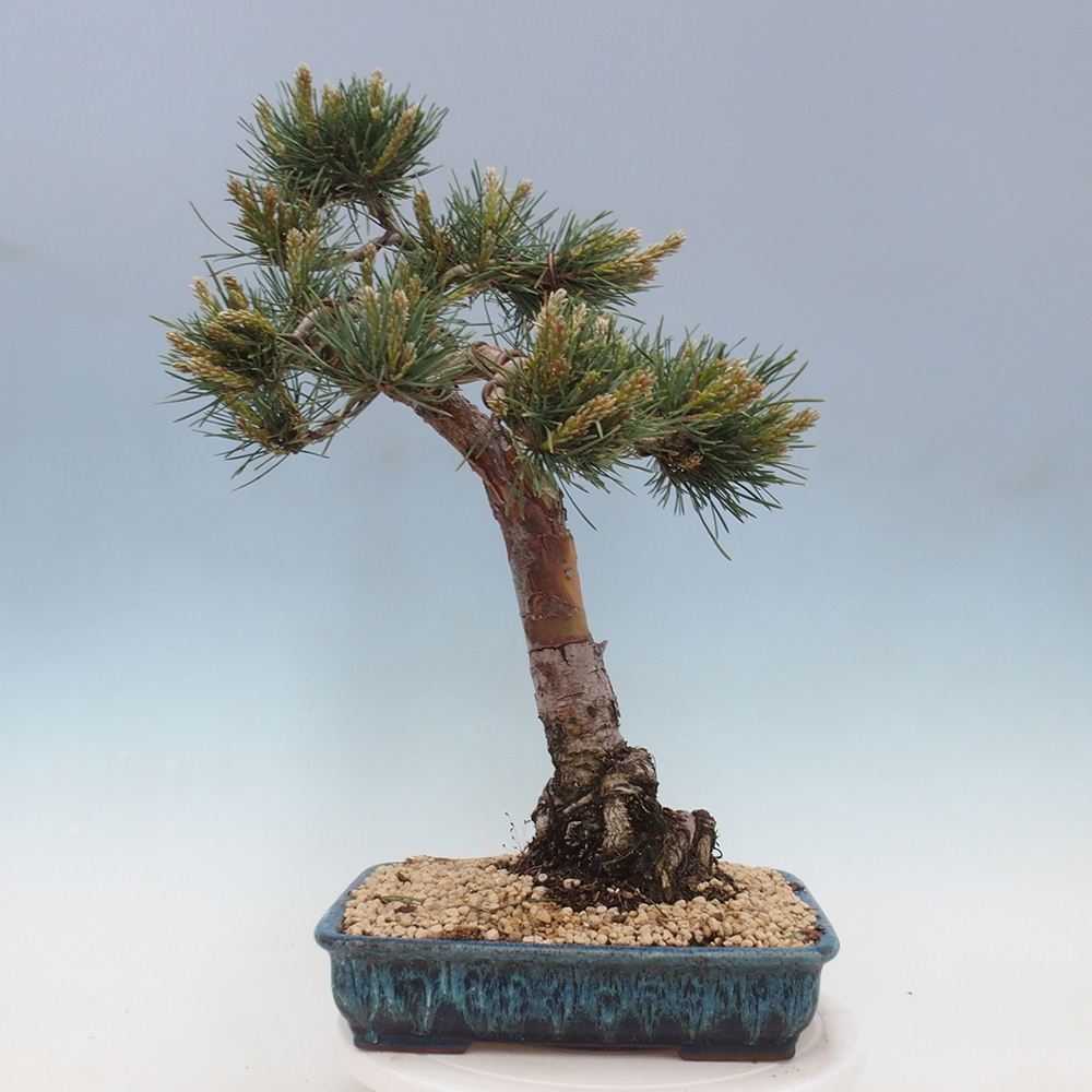 Outdoor bonsai - Pinus Sylvestris - sosna zwyczajna