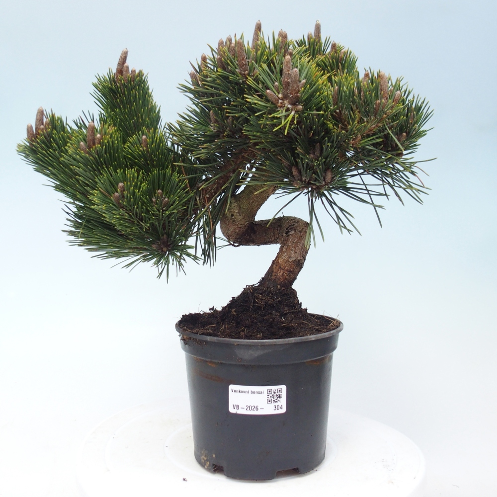 Outdoor bonsai - Pinus thunbergii senjyumaru - Sosna Thunberga