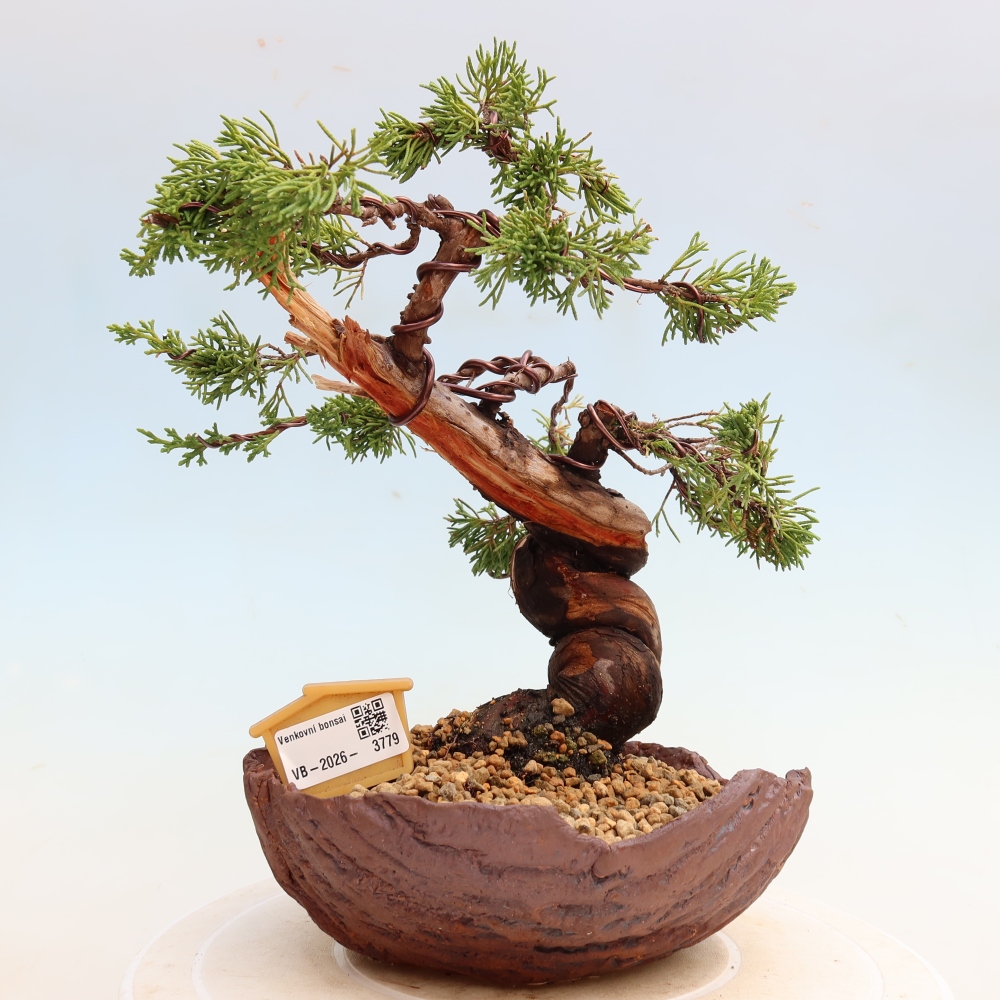 Bonsai ogrodowe – Juniperus chinensis Itoigawa – jałowiec chiński