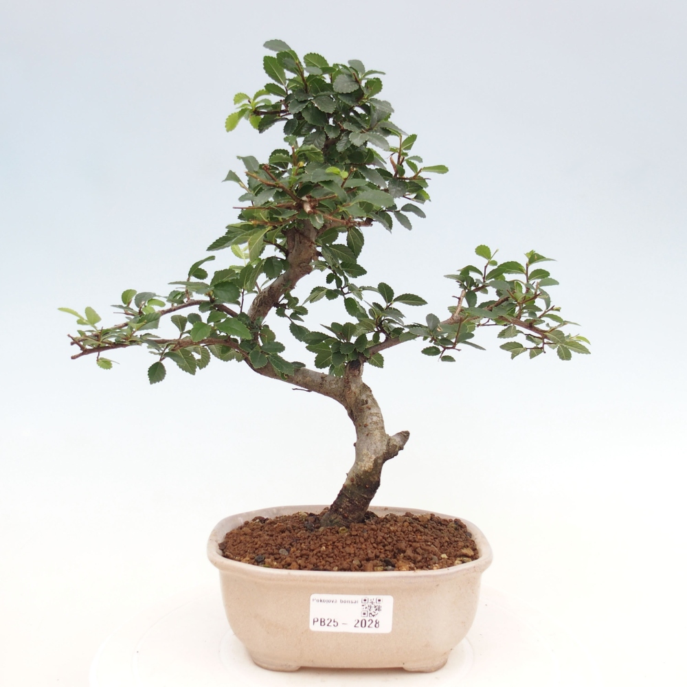 Bonsai wewnętrzne - Ulmus parvifolia - Wiąz drobnolistny