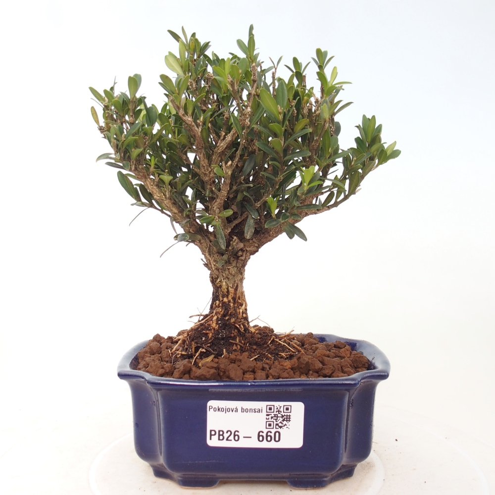 Pokój bonsai - Buxus harlandii - buxus korkowy