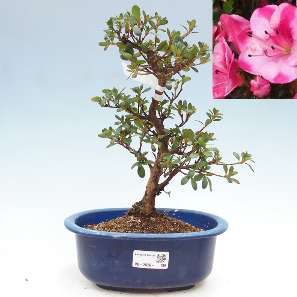 Bonsai zewnętrzne - Azalia japońska - Azalia Kobai