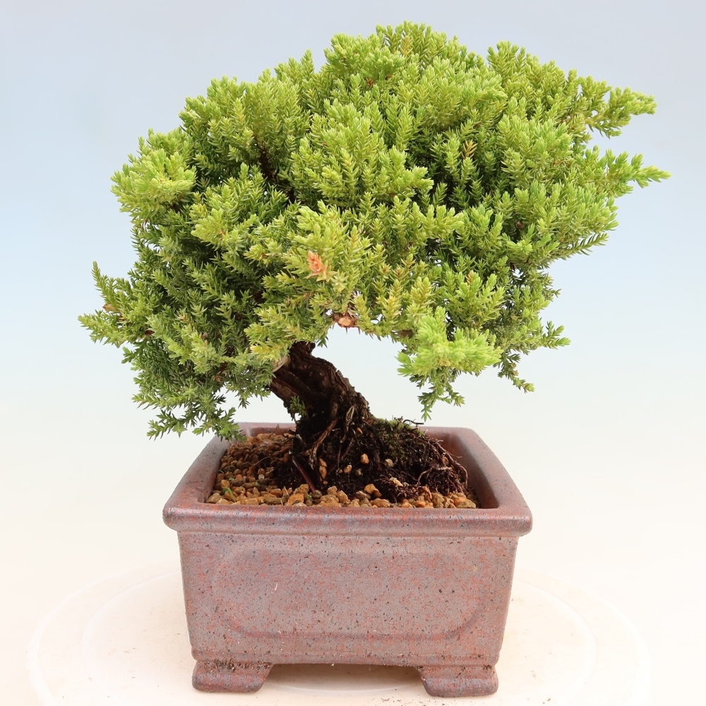 Bonsai ogrodowe – Juniperus procumbens – Jałowiec rozłożysty