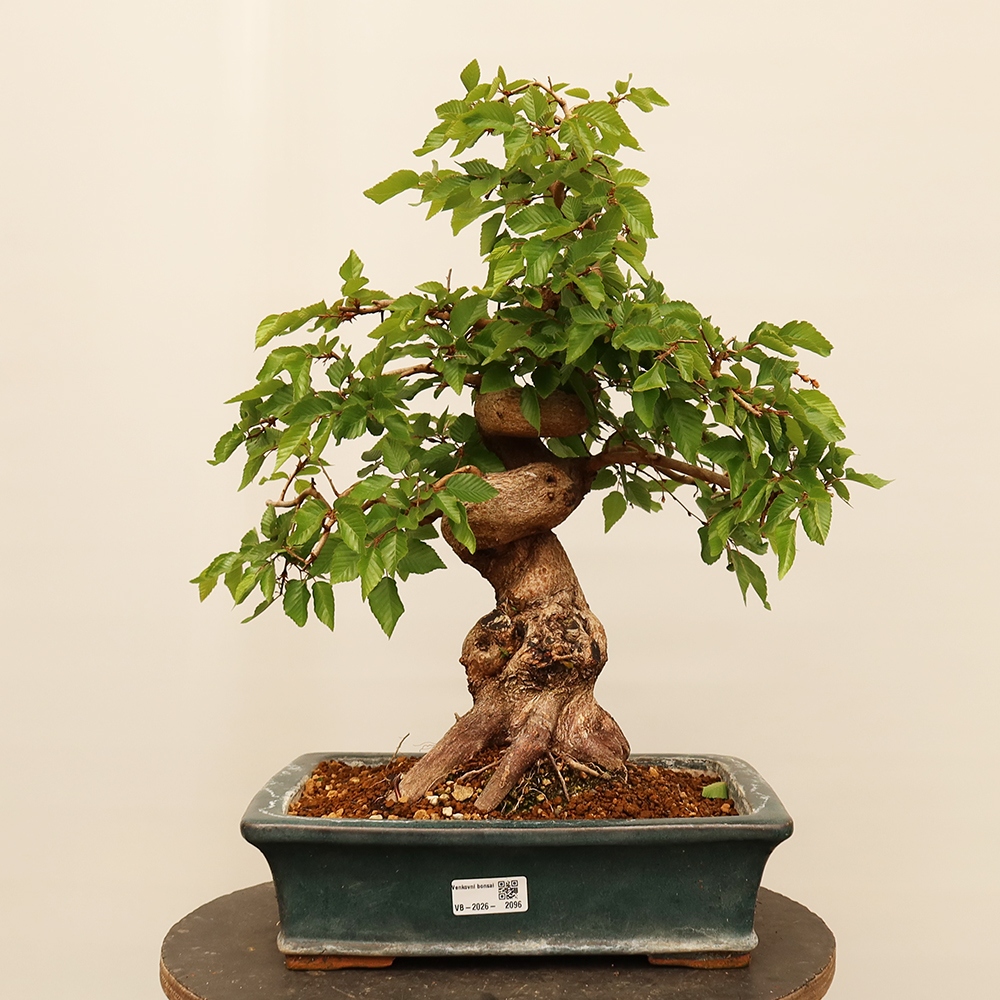 Bonsai plenerowe - Carpinus Coreana - grab koreański