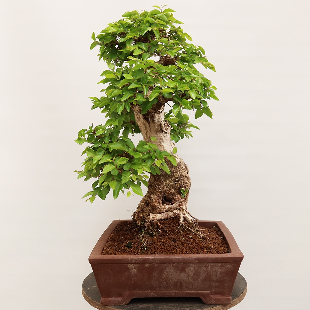 Bonsai plenerowe - Carpinus Coreana - grab koreański