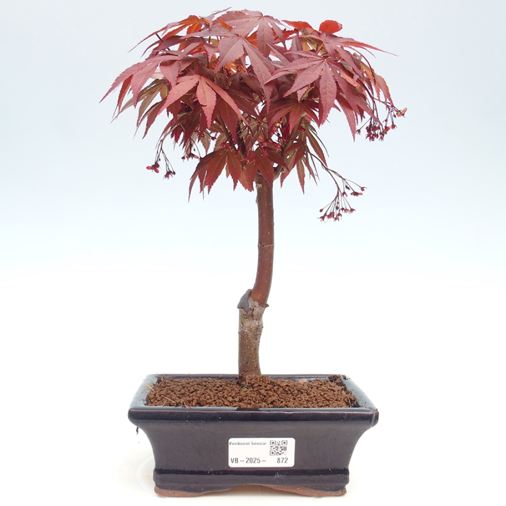 Bonsai zewnętrzne - palma Acer. Klon Atropurpureum-Palmleaf