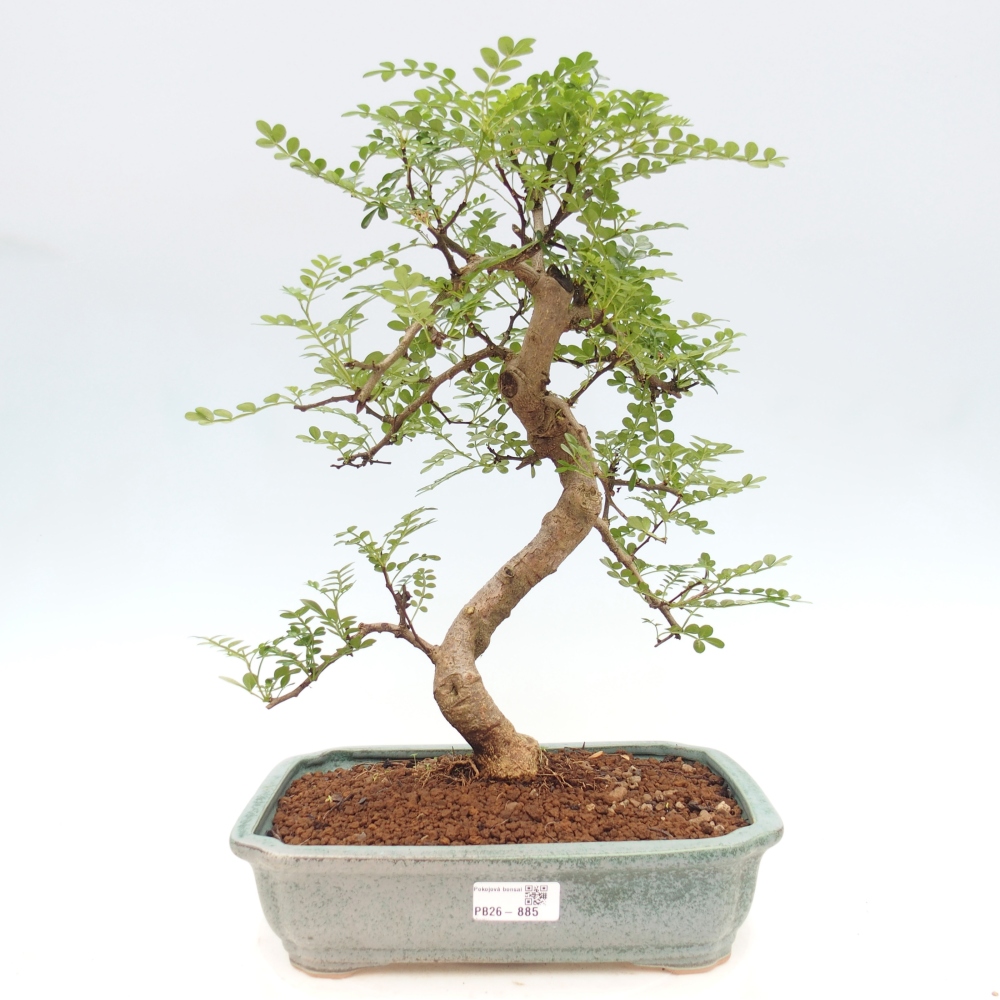 Pokój bonsai - Zantoxylum piperitum - drzewo pieprzowe