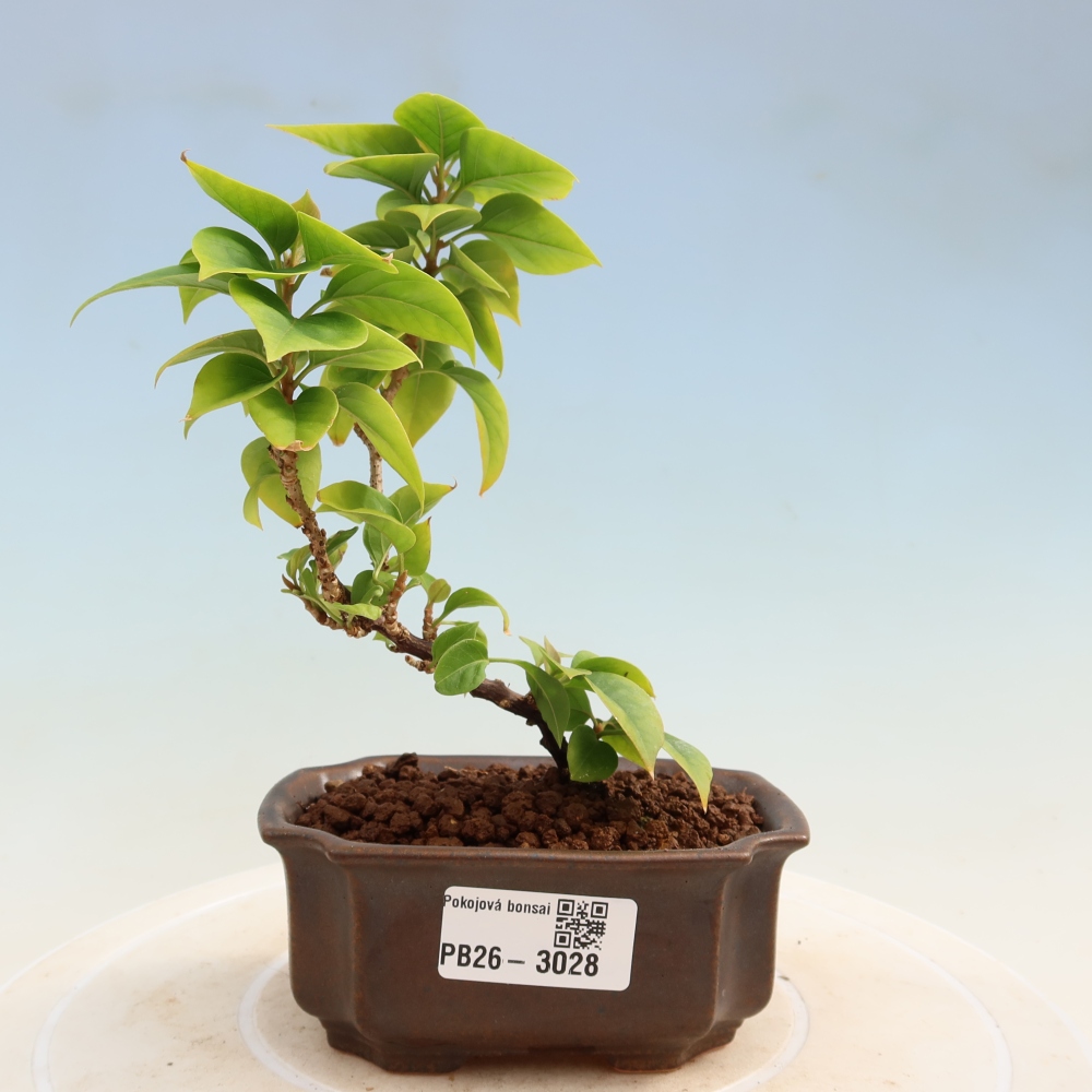 Pokój bonsai - Bouganwilea