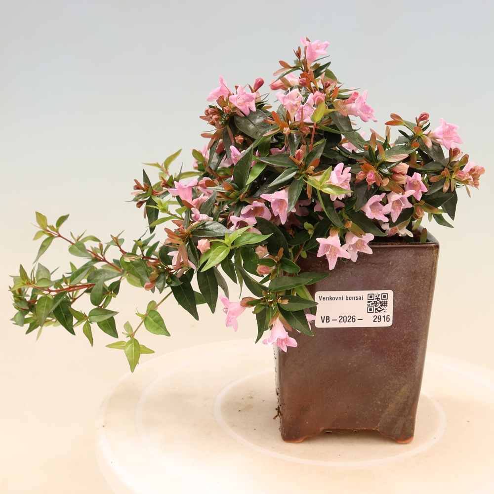 Bonsai ogrodowe – Abelia Edward Goucher – Abelia wielkokwiatowa