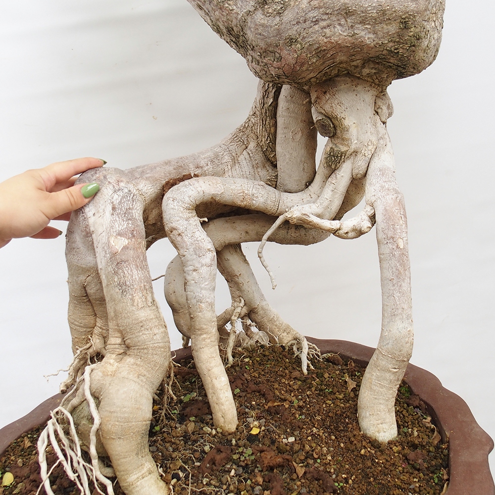 Kryte bonsai - Bouganwilea