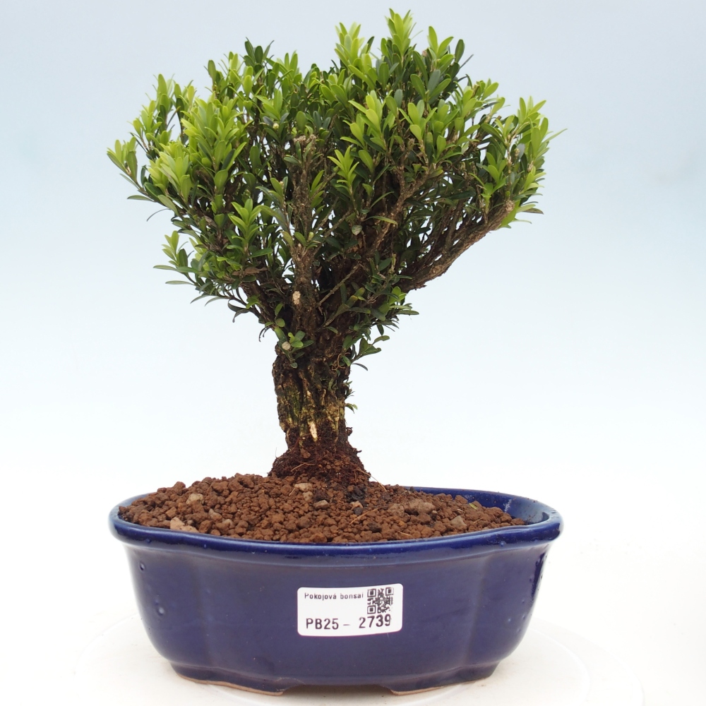 Kryty bonsai - Buxus harlandii - Bukszpan korkowy