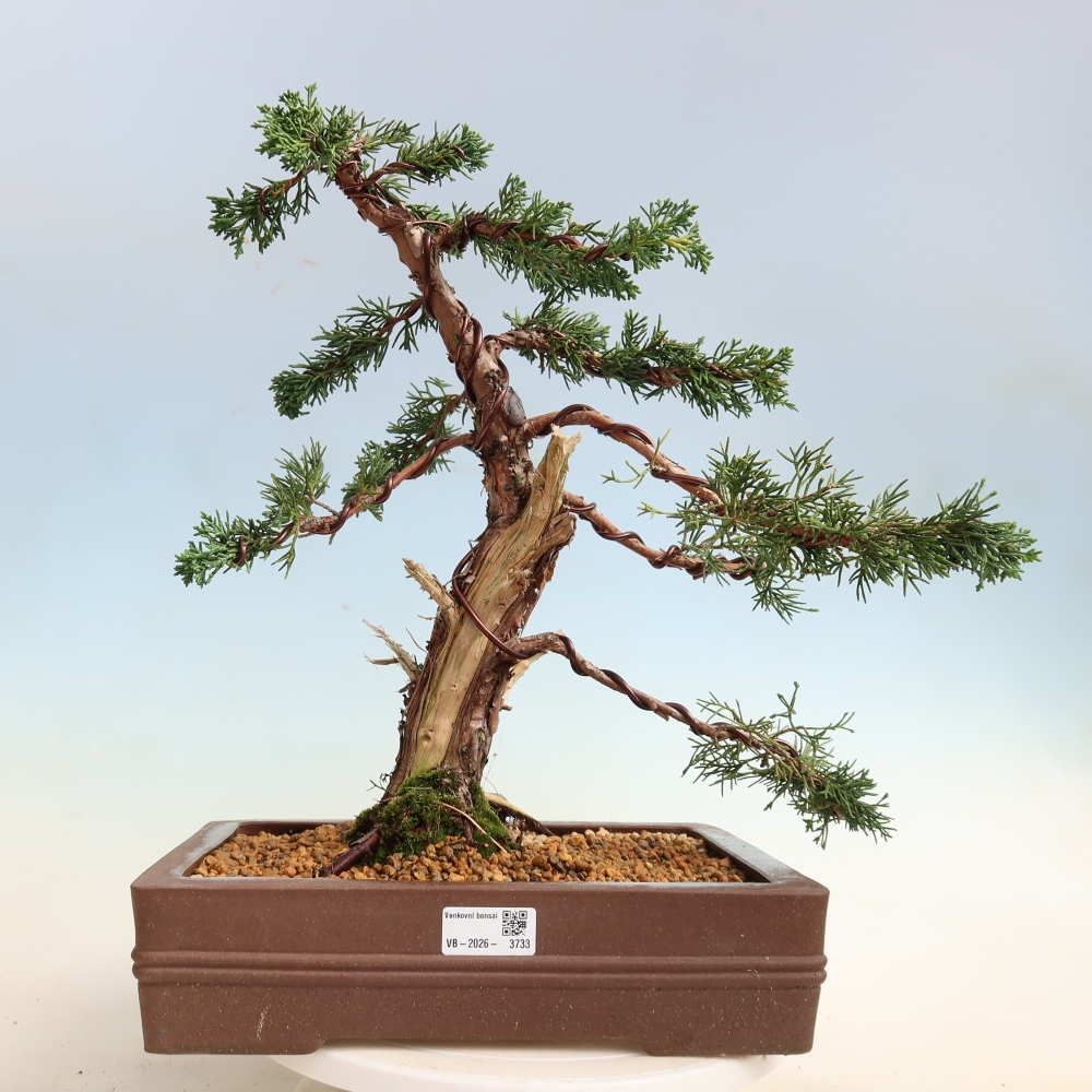 Outdoor bonsai - Juniperus chinensis Kishu