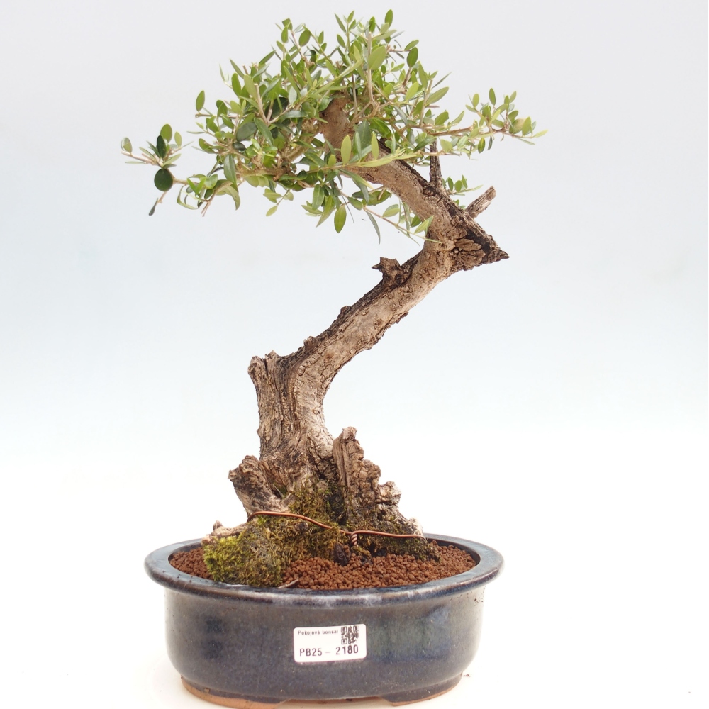 Kryte bonsai - Olea europaea sylvestris - Europejska oliwa z małych liści