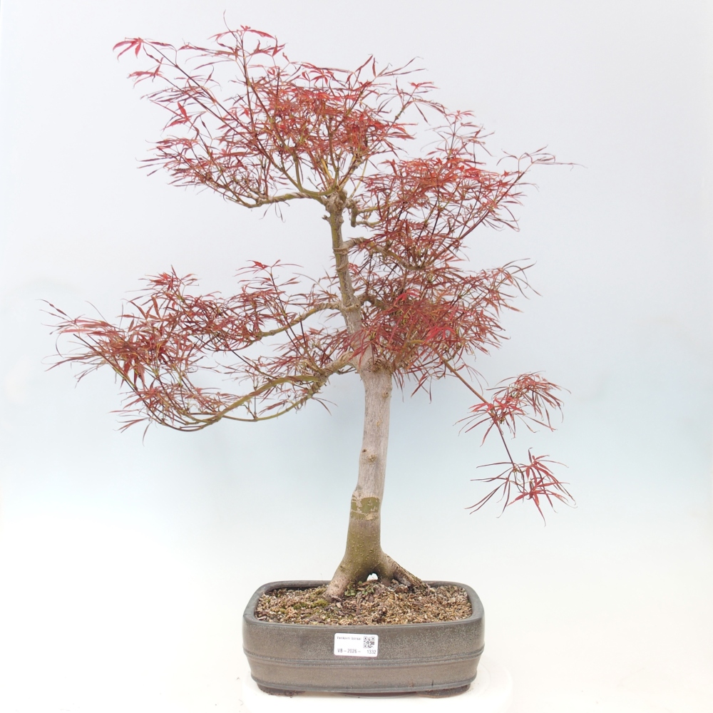 Bonsai zewnętrzne - Acer palmatum RED PYGMY
