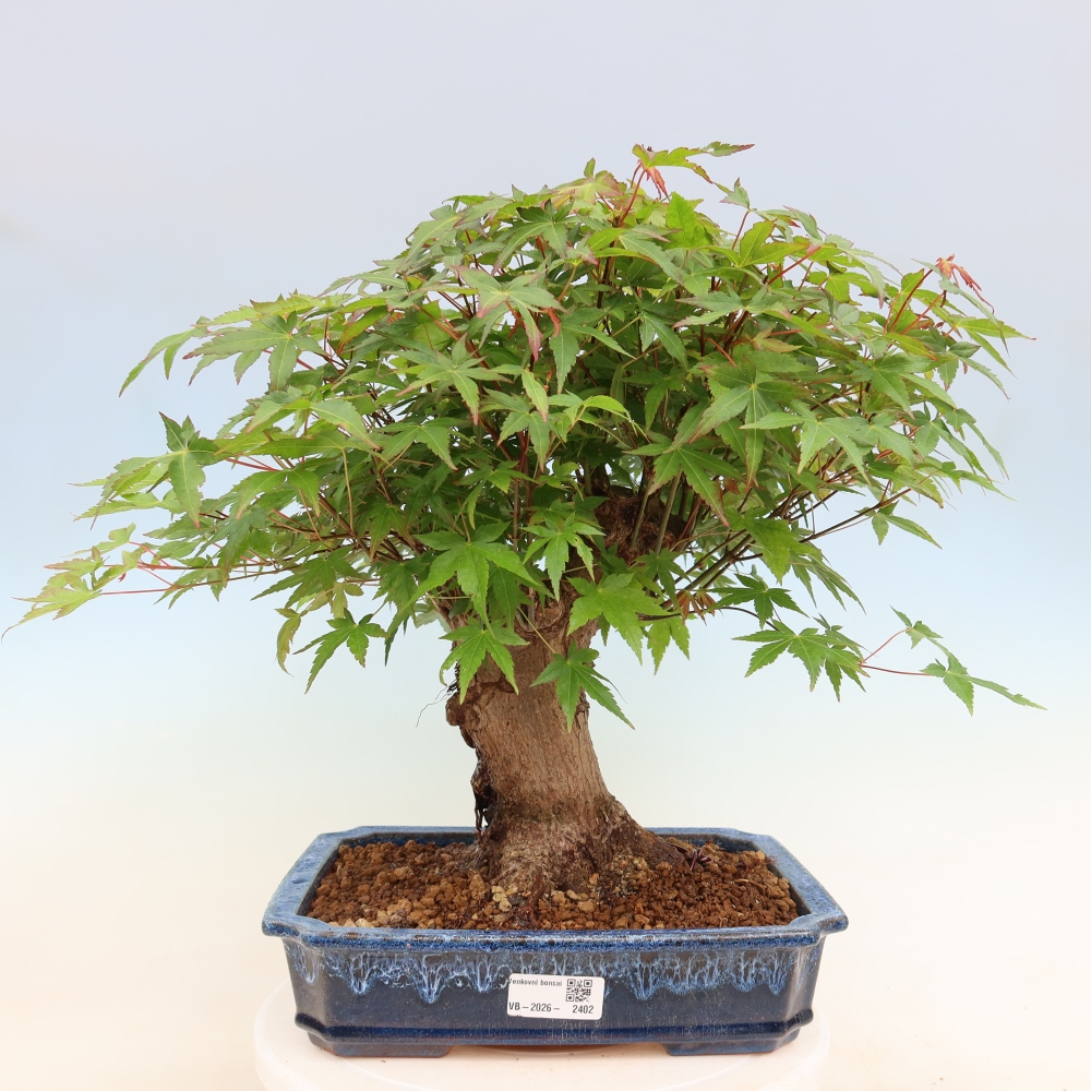 Outdoor bonsai - Klon burgeryjski - Acer burgerianum