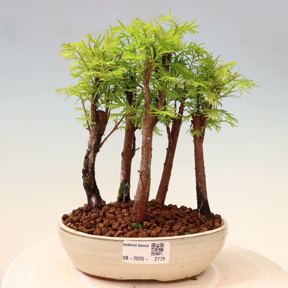 Bonsai ogrodowe – Metasequoia glyptostroboides – metasekwoja chińska – zagajnik