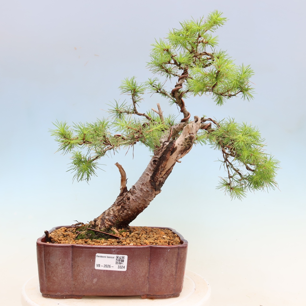 Bonsai zewnętrzne - Larix decidua - Modrzew