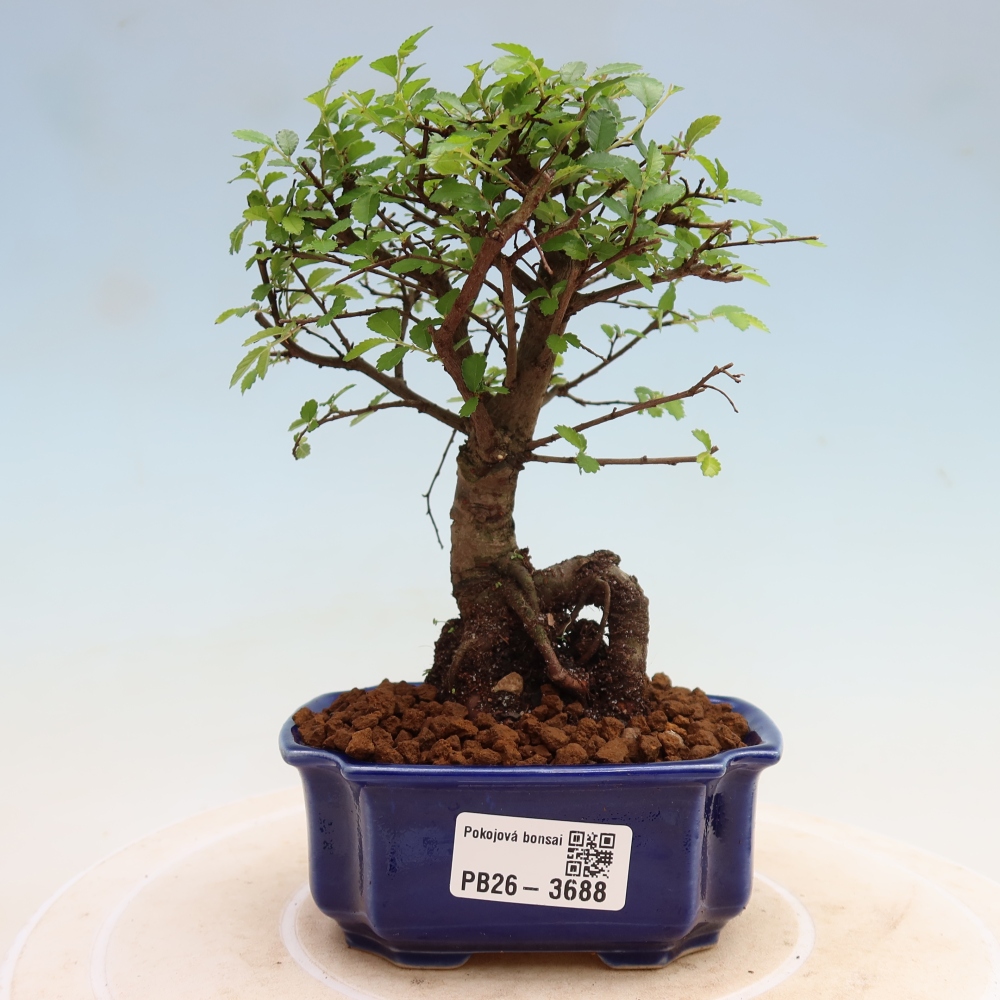 Pokój bonsai - Ulmus parvifolia - Wiąz drobnolistny