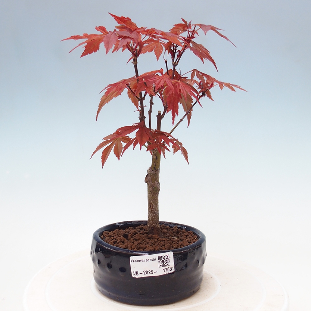 Bonsai zewnętrzne - palma Acer. Klon Atropurpureum-Palmleaf
