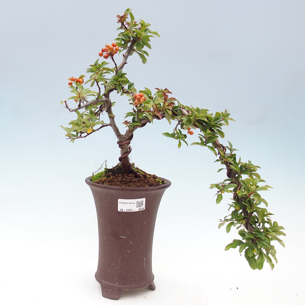 Outdoor bonsai-Pyracantha Teton -Hlox