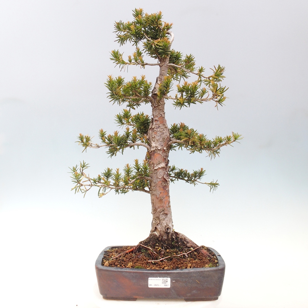 Bonsai na zewnątrz - Taxus cuspidata - cis japoński