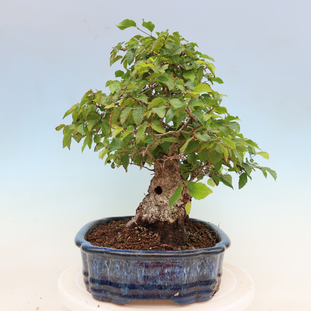 Outdoor bonsai - Carpinus coreana - grab koreański