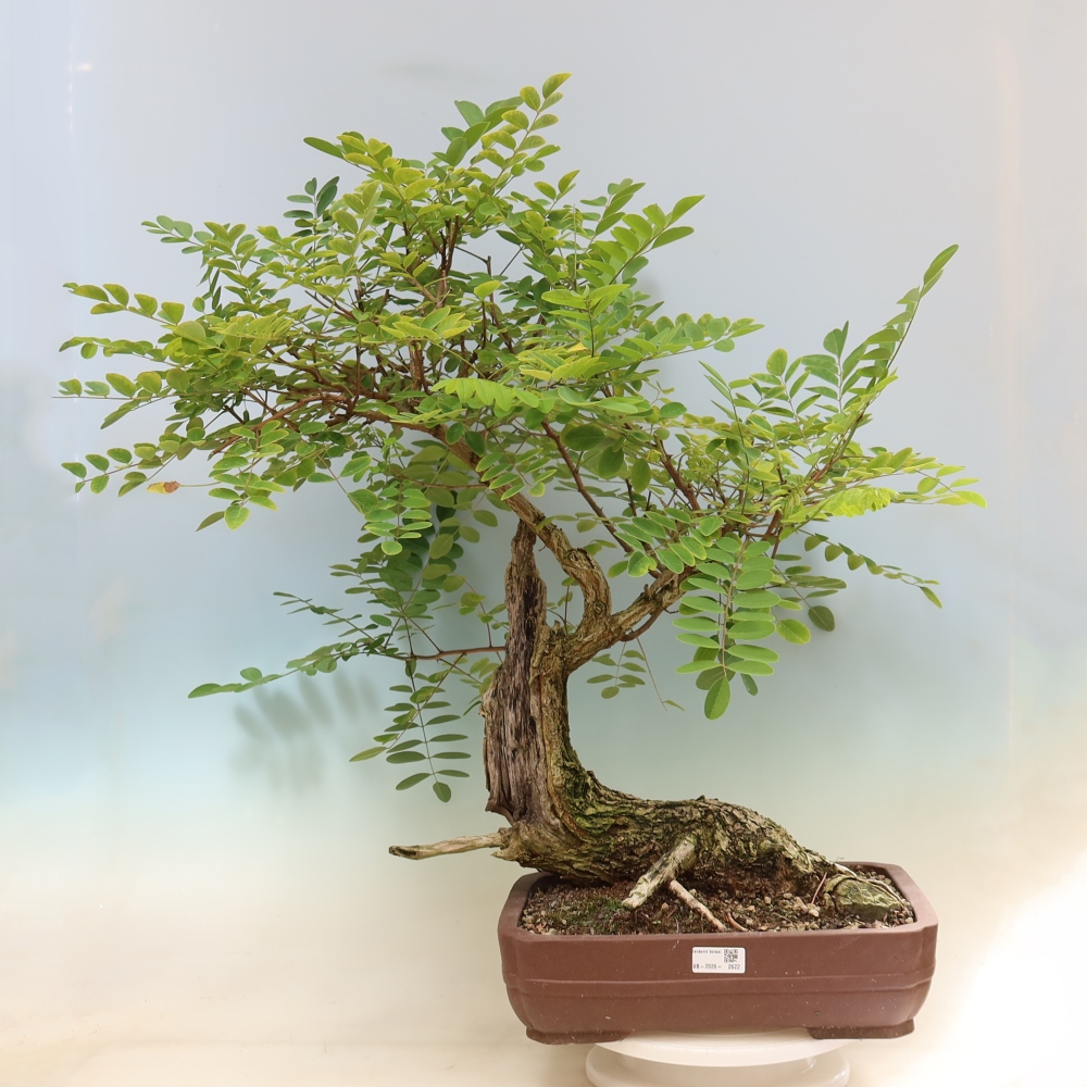 Bonsai ogrodowe – trnówka akacjowa – Robinia pseudoacacia