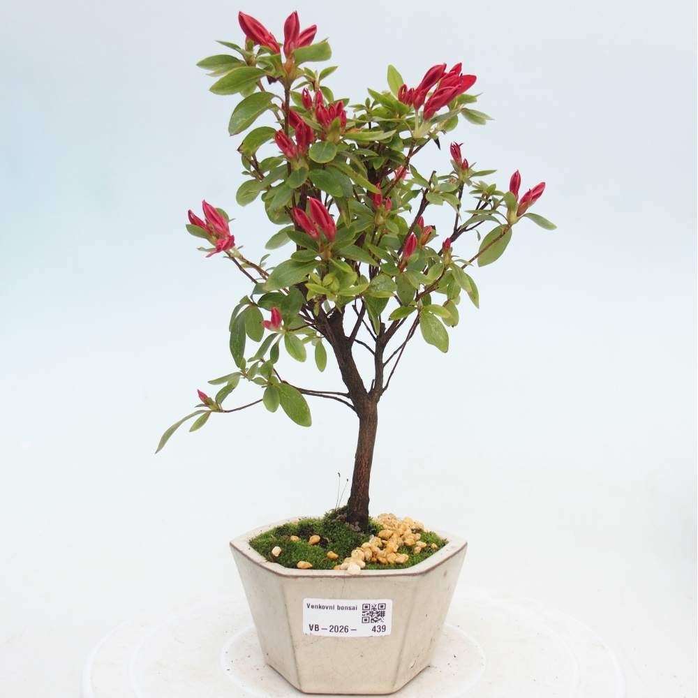 Outdoor bonsai - Azalia japońska - Azalea sp.