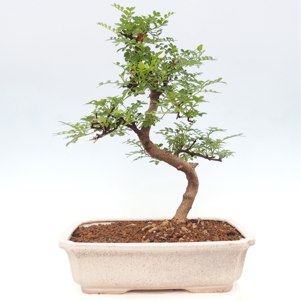 Pokój bonsai - Zantoxylum piperitum - drzewo pieprzowe