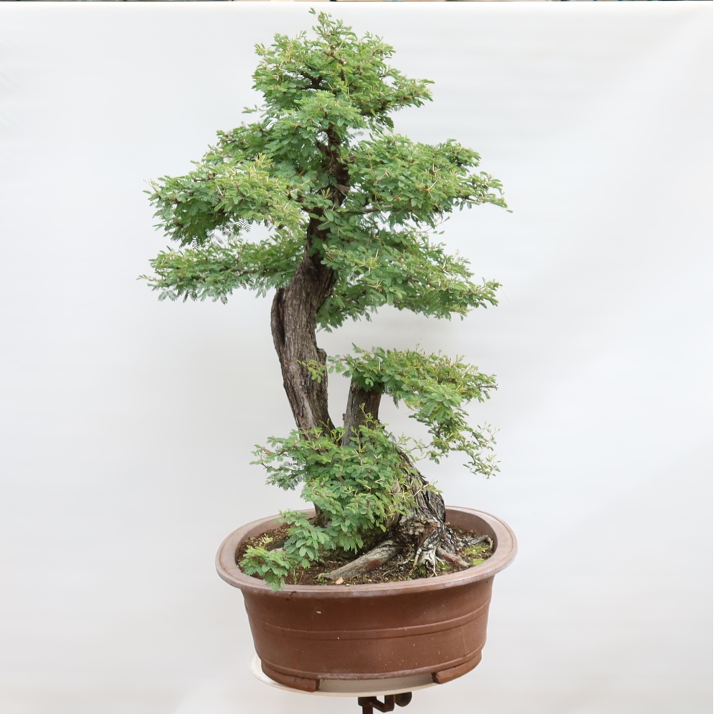 Bonsai pokojowe – Akacja arabica