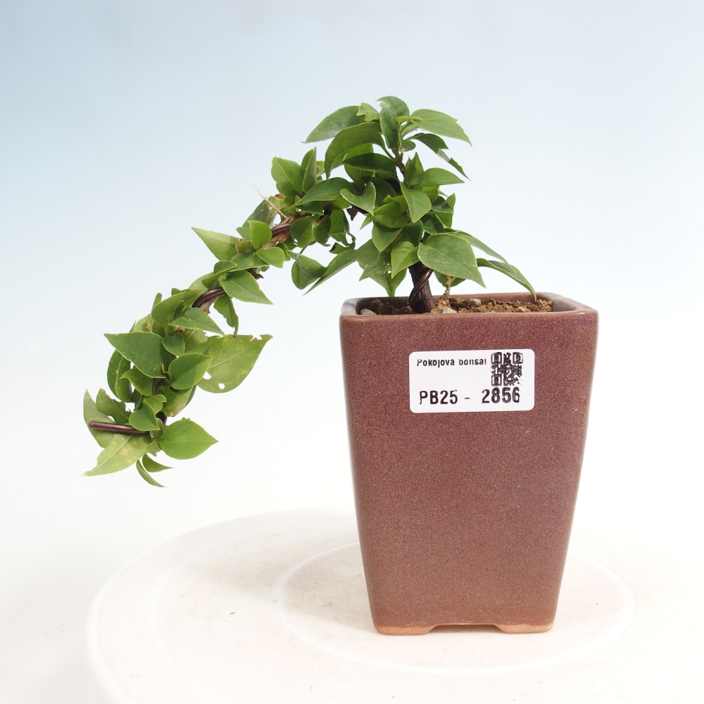 Bonsai do wnętrz - Bouganwilea