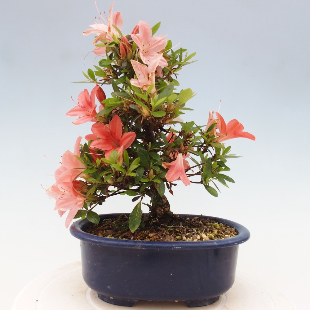 Bonsai ogrodowe - azalia japońska - Azalea Nikko