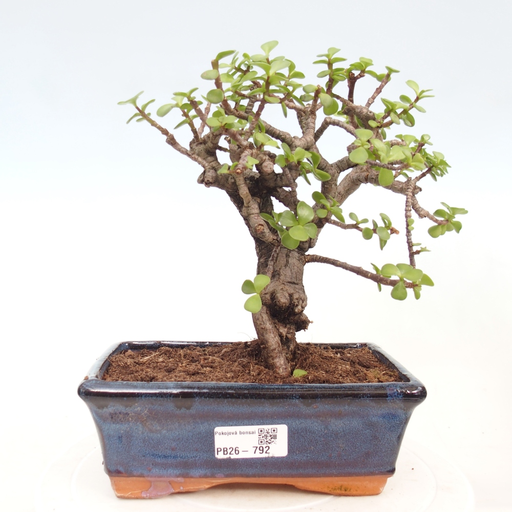 Pokój bonsai - Portulakaria Afra - Tlustice