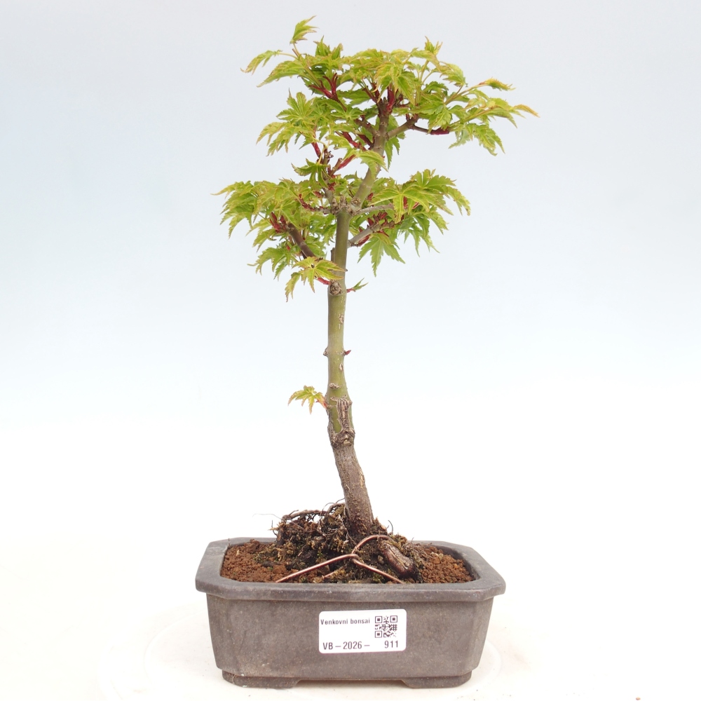 Outdoor bonsai - Jawor drobnolistny SHISHIGASHIRA