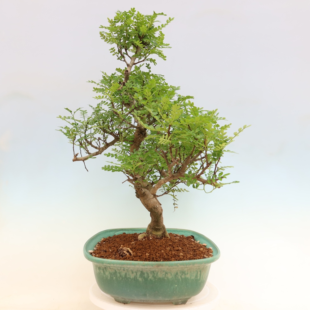 Pokój bonsai - Zantoxylum piperitum - drzewo pieprzowe