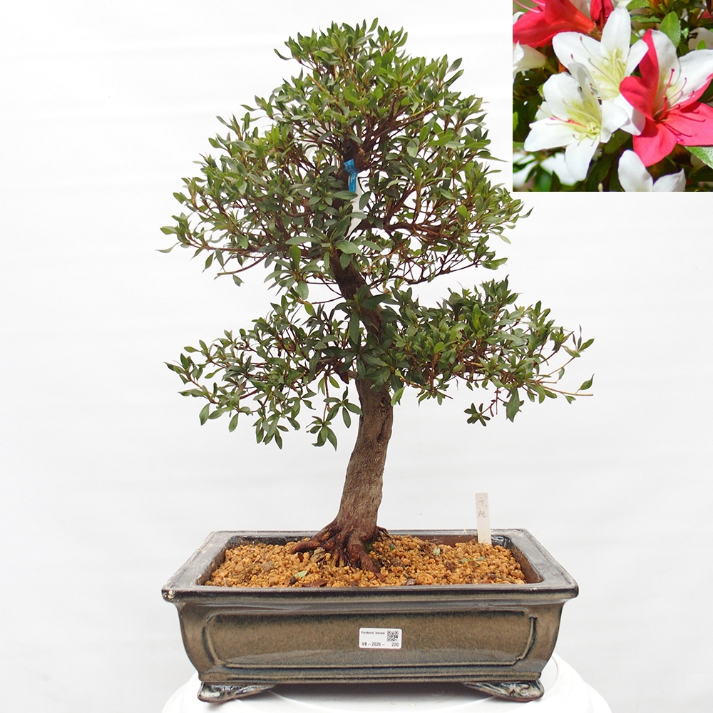 Bonsai zewnętrzne - Azalia japońska - Azalia CHIHIRO
