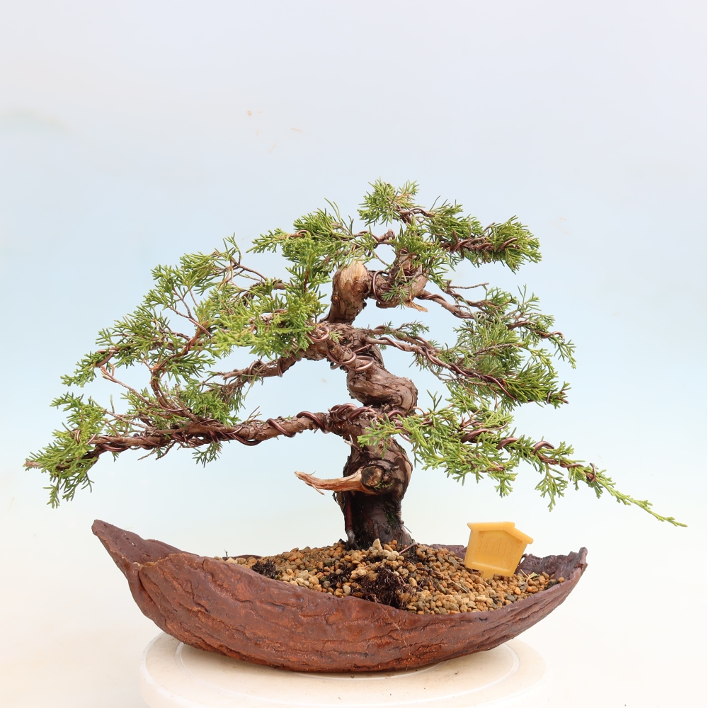 Bonsai ogrodowe – Juniperus chinensis Itoigawa – jałowiec chiński