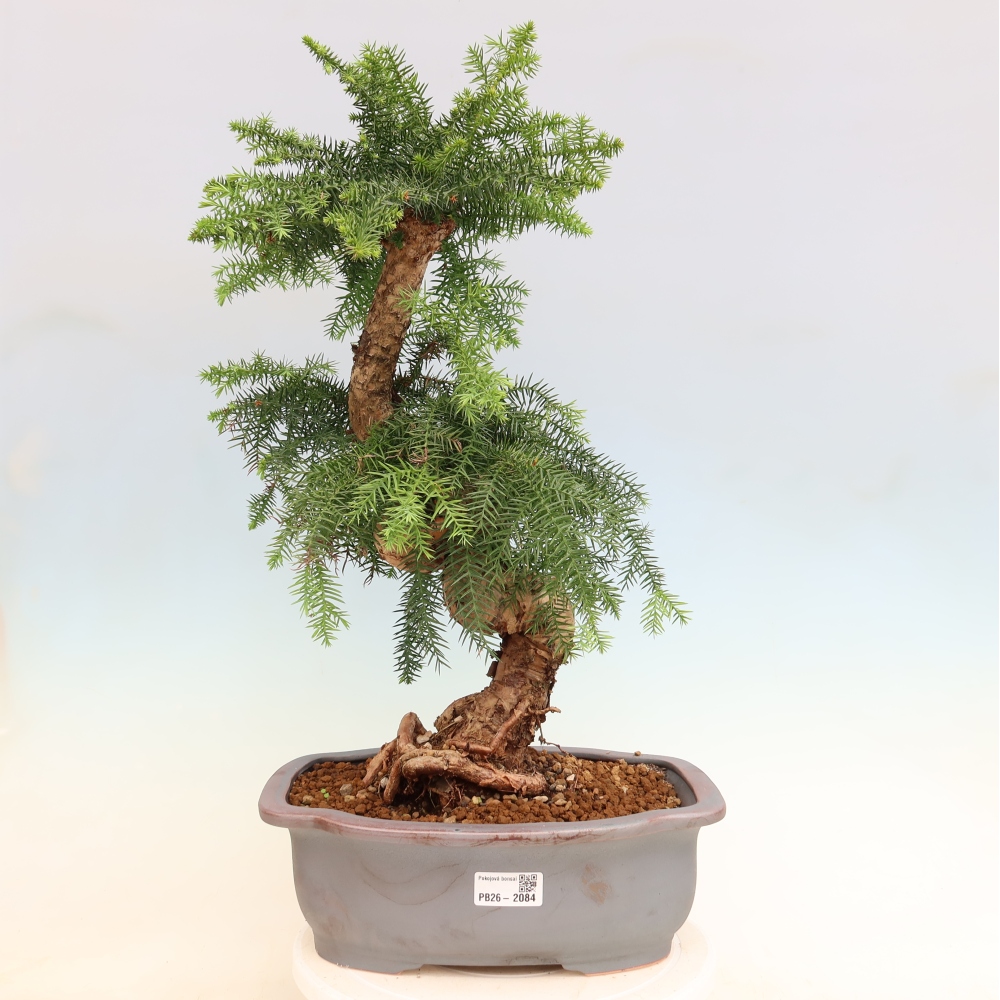 Bonsai domowe – araukaria – domowa sosenka
