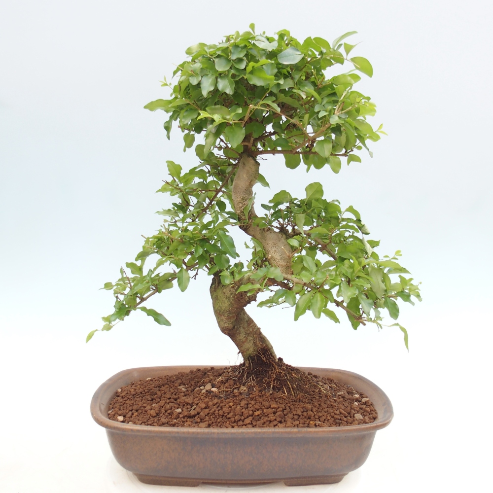 Pokój bonsai - Ligustrum chinensis - Dziób ptaka