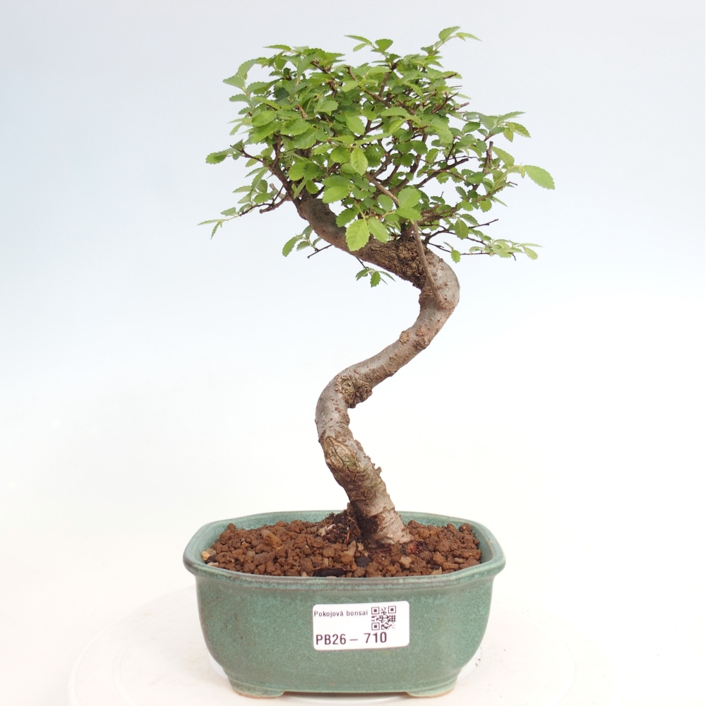 Pokój bonsai - Ulmus parvifolia - Wiąz drobnolistny