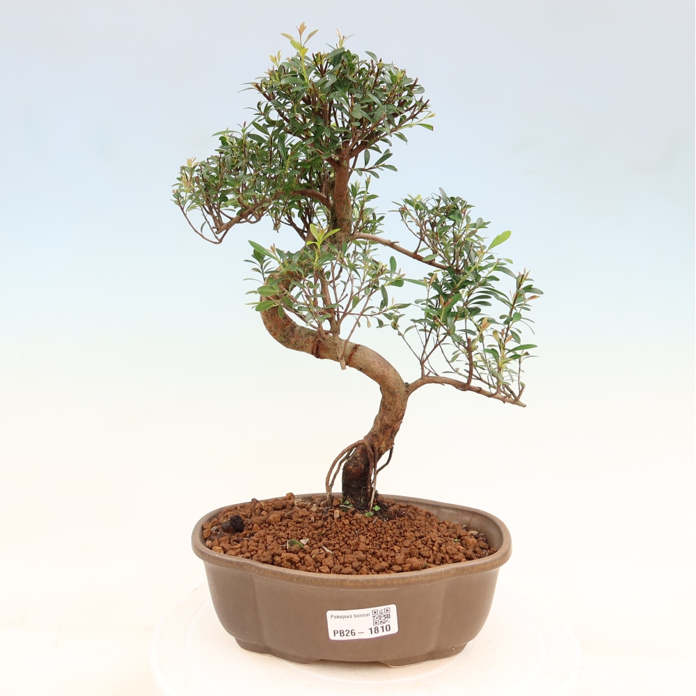 Pokój bonsai - Syzygium - Pimento