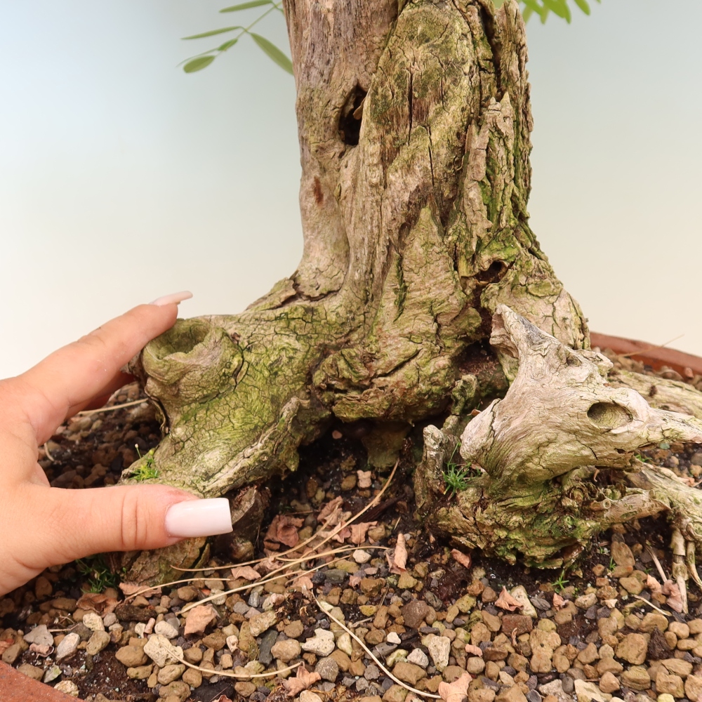 Bonsai ogrodowe – trnówka akacjowa – Robinia pseudoacacia