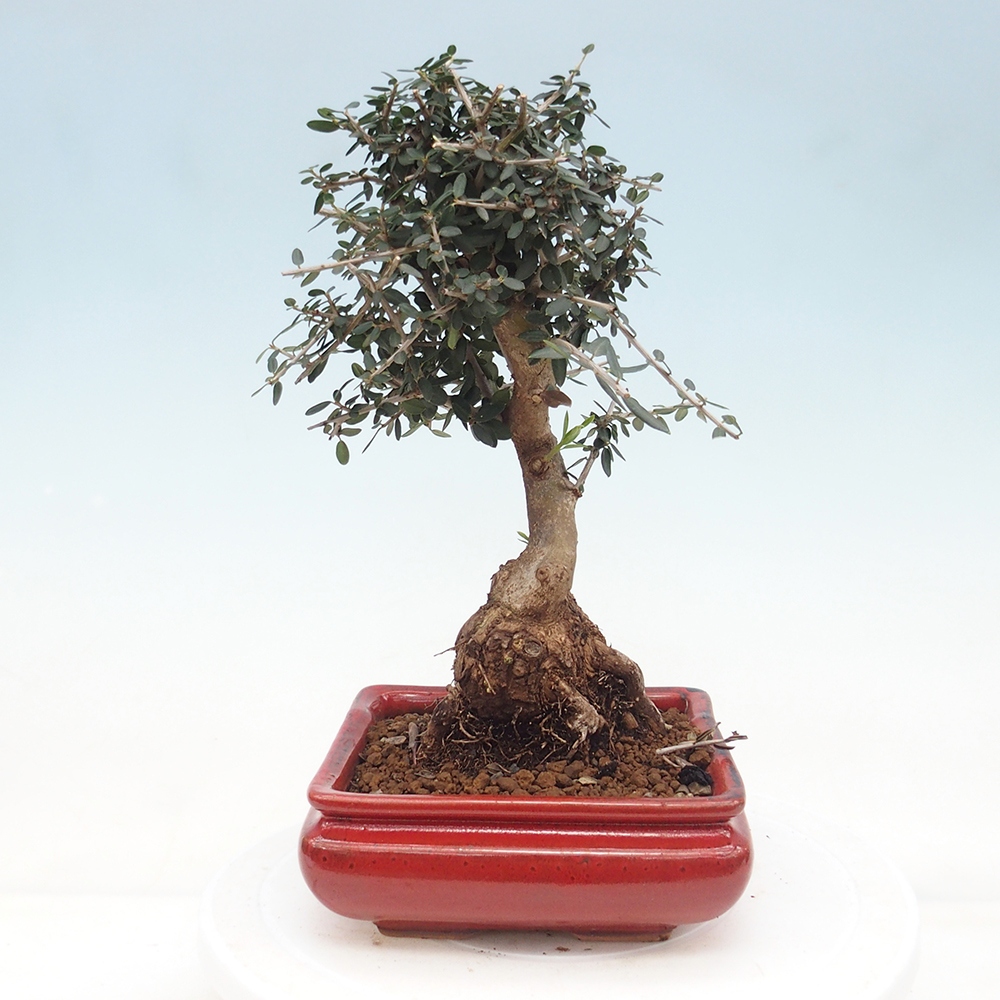 Bonsai do wnętrz - Olea europaea sylvestris