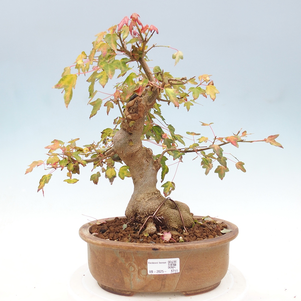Outdoor bonsai - Acer Buergerianum - Klon Burger